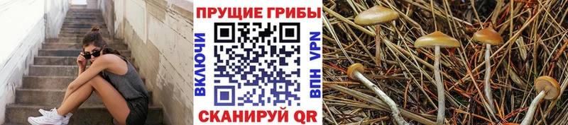Купить  Задонск  Псилоцибиновые грибы Psilocybine cubensis 